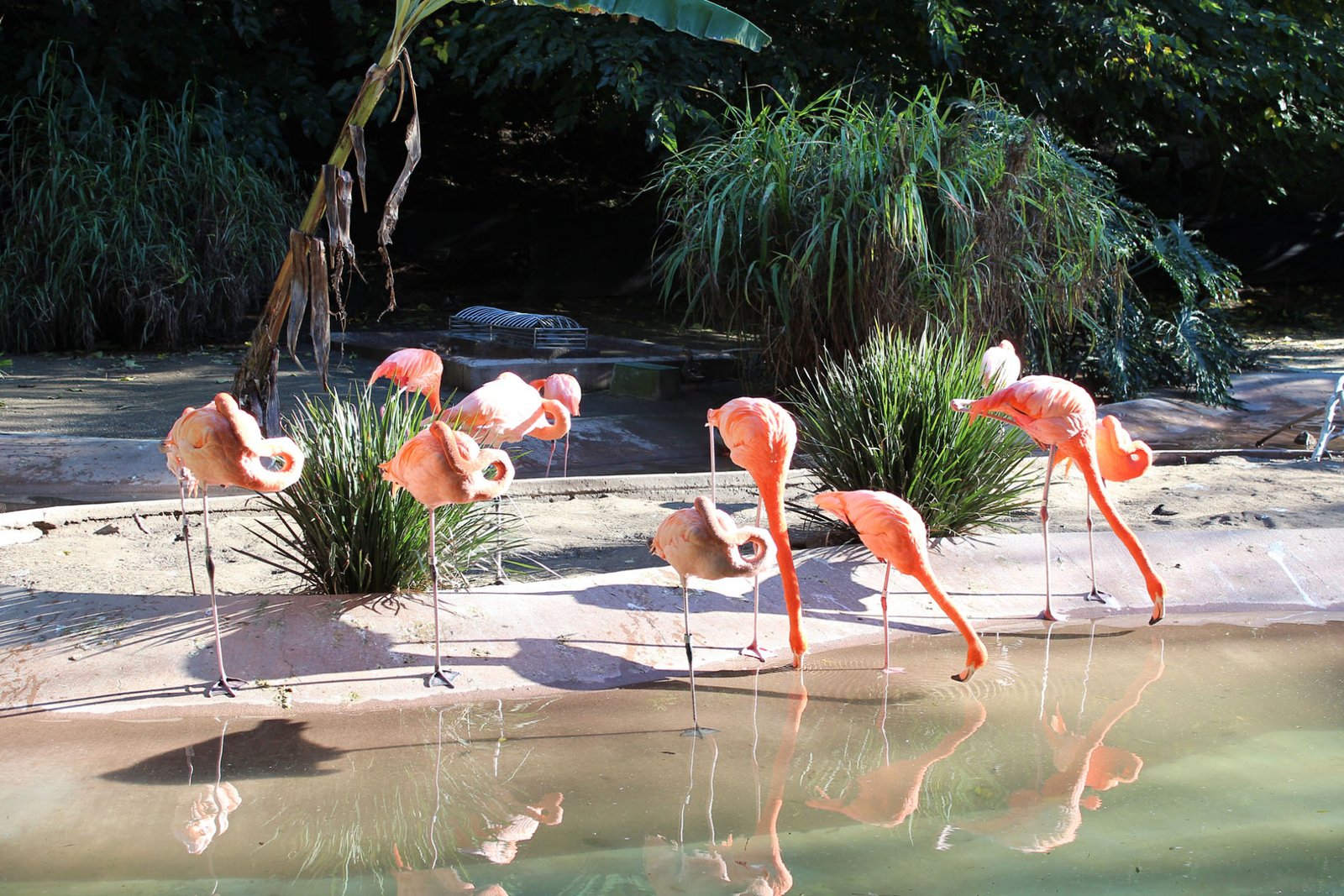 San Diego Zoo Part II 085